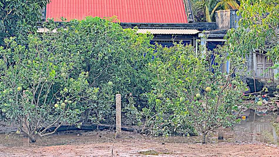 The treetops in front of Mr. Phuoc's house are still covered in mud due to flooding. Photo: Duy Tuan