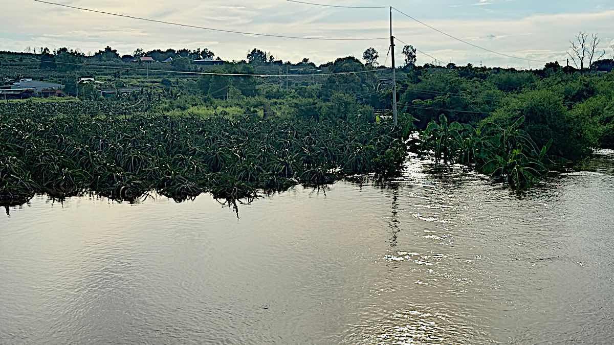 Dragon fruit garden near DT 719B road is still half submerged. Photo: Duy Tuan