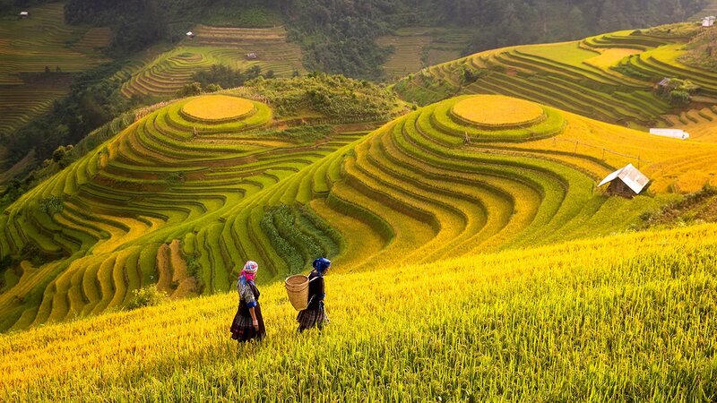 Ruộng bậc thang Mù Cang Chải. Ảnh: Thảo Nhi