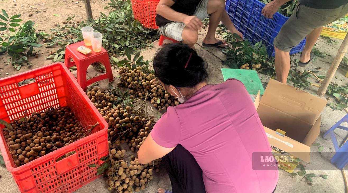 Thời điểm này, các chủ vườn tại Hưng Yên gần như “ăn ngủ tại chỗ” để thu hoạch và xuất buôn nhãn đi các nơi. Ảnh: Trần Hương