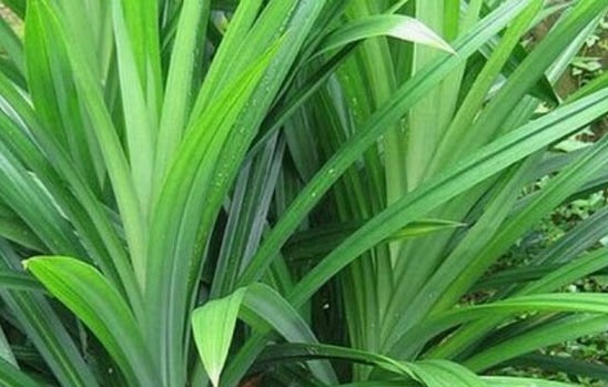 Lá dứa có thể hỗ trợ hạ đường huyết, giúp điều trị bệnh tiểu đường. Ảnh: Lan Khuê