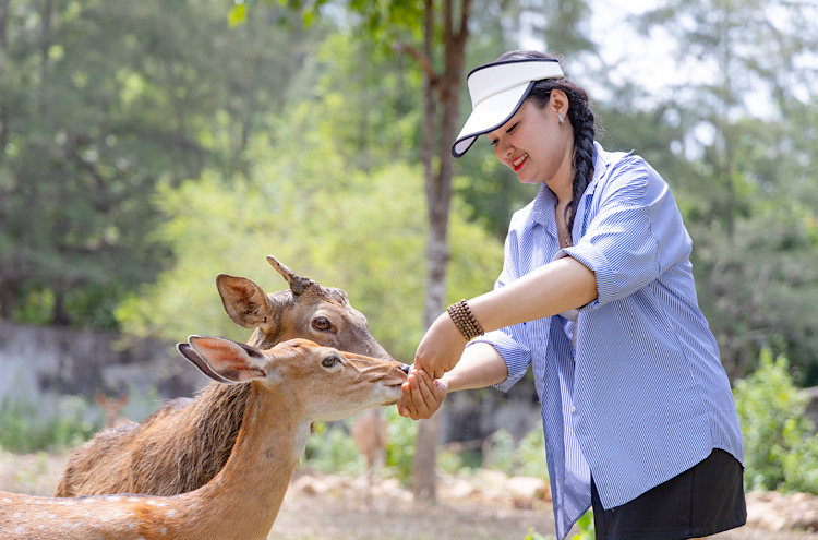 Visitors enjoy taking care of the deer at Yang Bay.