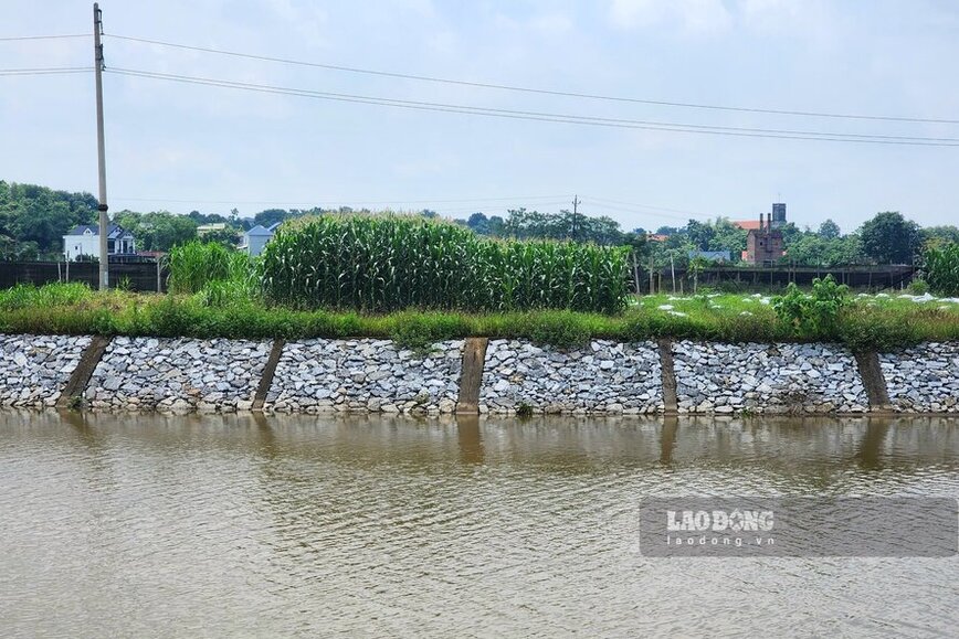 Anh Nguyễn Quang Chính - người dân sống tại xã Yên Tập, huyện Cẩm Khê - chia sẻ: “Những ngày trước mặc dù ở Cẩm Khê đã có mưa rất lớn nhưng các đồng ruộng trong khu vực không còn bị ngập. Dự án này đã thi công trong nhiều năm, đến nay khi đi vào vận hành, người dân cũng bớt lo lắng hơn“.