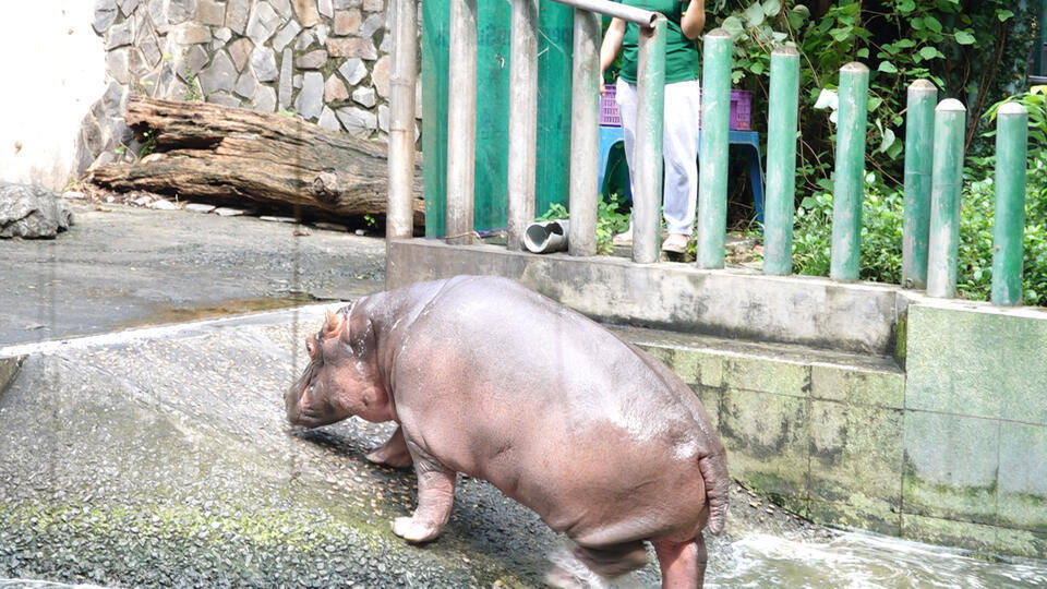 Cận cảnh hà mã con nặng 100kg ở Thảo Cầm Viên hút du khách