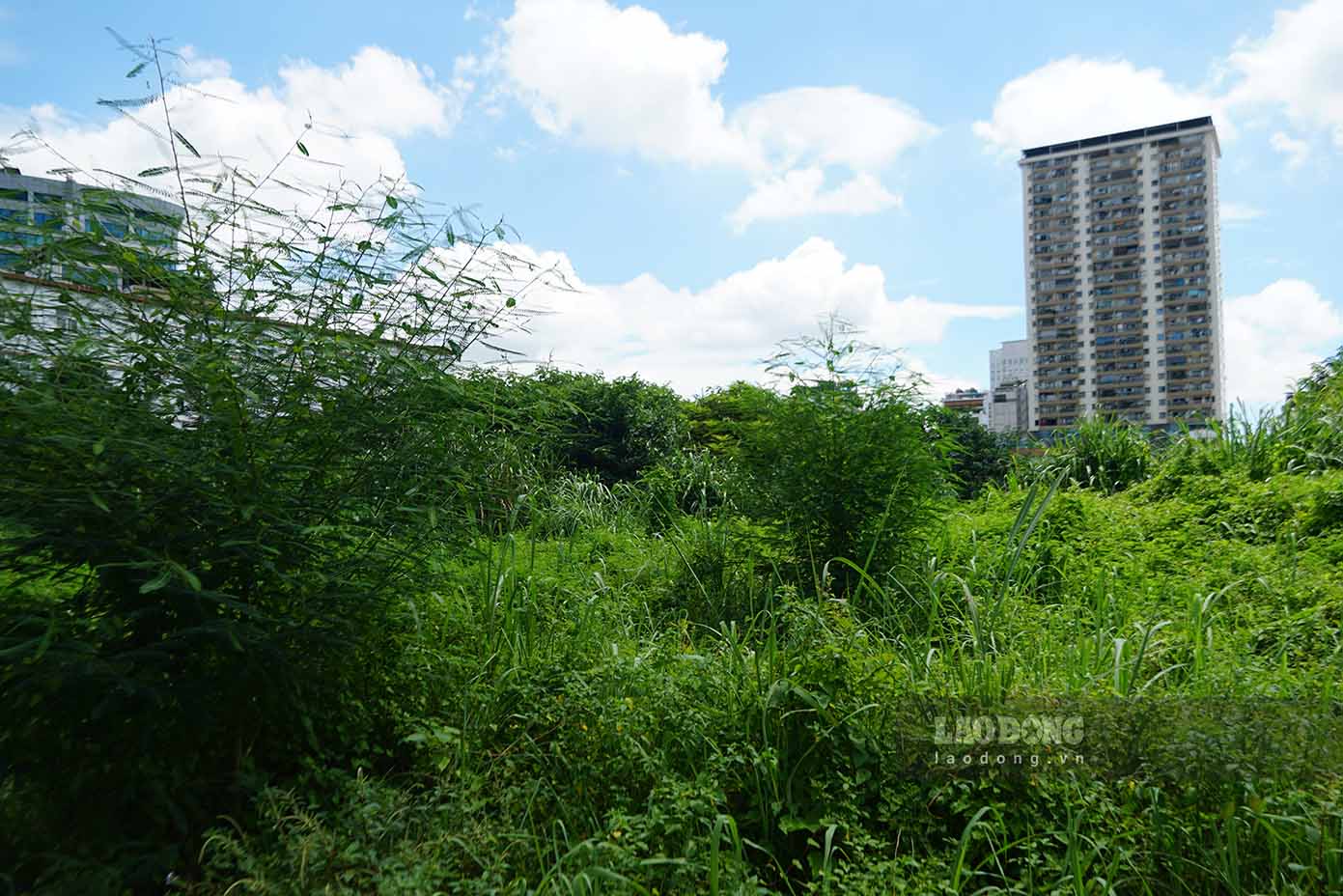 It is known that the interstitial land for the flower garden and green park project is located on two land parcels. One part belongs to Dong Xuan Knitting Company, and one part belongs to Hanoi Alcohol Joint Stock Company, which was transferred to the Housing Business and Construction Joint Stock Company after this unit relocated its production facilities out of the inner city. Currently, the land is managed by a private enterprise.