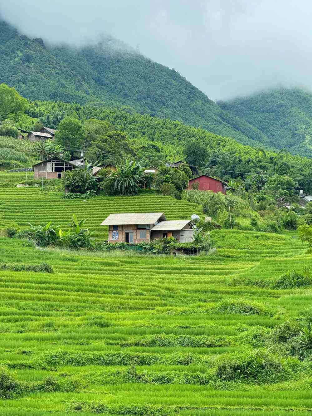 Mr. Dinh plans that at the end of August, when the rice is ripe, he will take his friends back to Ta Van again to admire the "golden sea" of the Northwest.