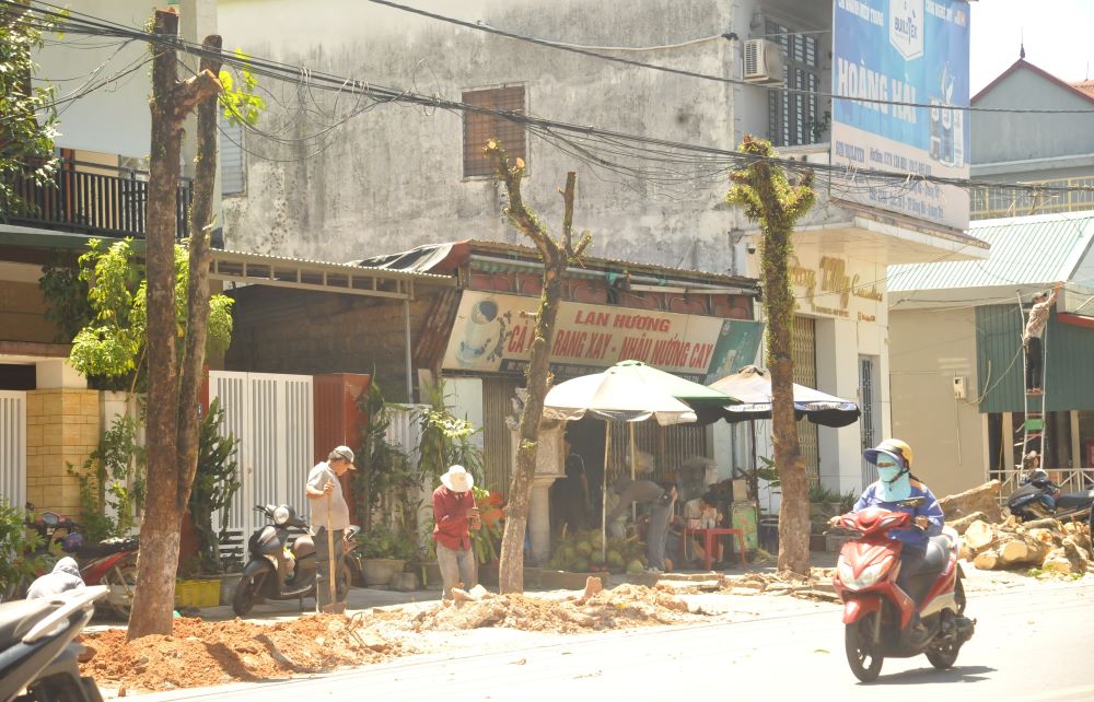 Hàng cây xanh bị cưa cắt trụi để bứng trồng sang nơi khác. Ảnh: H.Thơ.