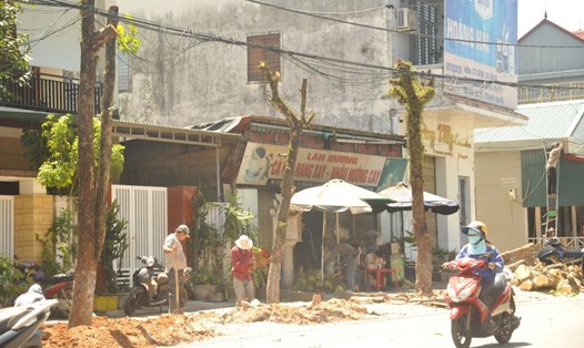 Hàng cây xanh bị cưa cắt trụi để bứng trồng sang nơi khác. Ảnh: H.Thơ.