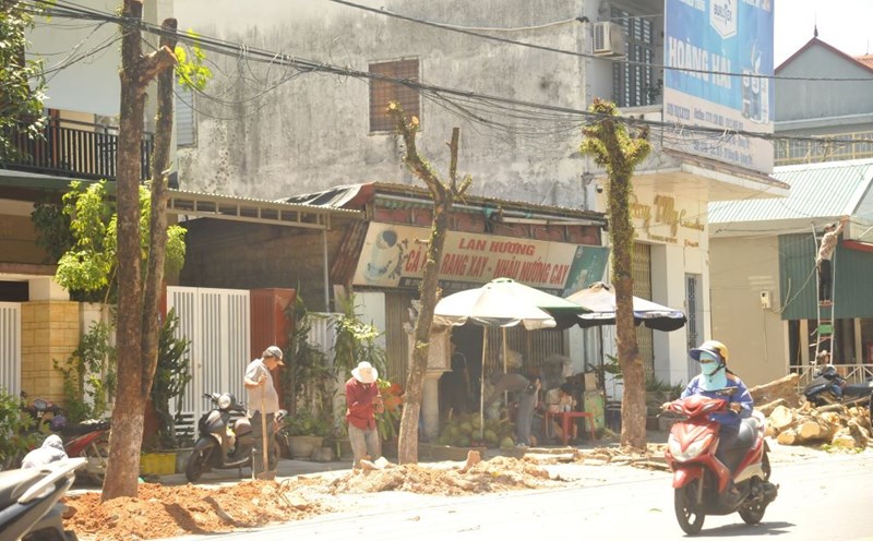 Hàng cây xanh bị cưa cắt trụi để bứng trồng sang nơi khác. Ảnh: H.Thơ.