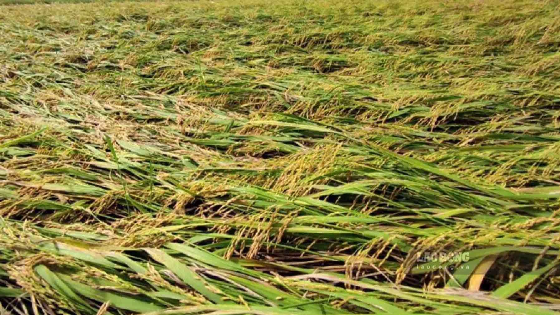 Rice collapsing causing a loss of yield.