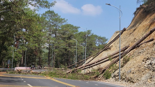 Đà Lạt chặt một số cây thông nằm bên vách đèo Prenn, đề phòng cây ngã đổ gây nguy hiểm. Ảnh: Nguyễn Quân 