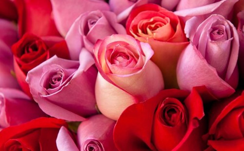 Những đóa hoa hồng dành tặng mẹ là cách thể hiện tình cảm của con cái nhân mùa lễ Vu Lan. Ảnh: Pixabay
