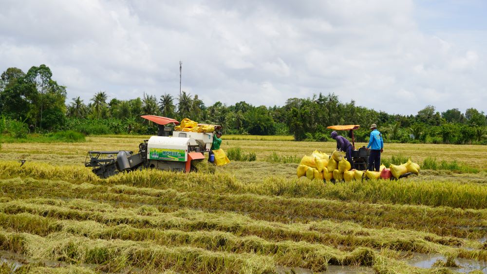 With high rice prices, rice growers in Soc Trang have profits of 20 - 30%. Photo: Phuong Anh