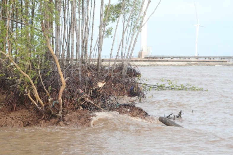 With the loss of protective forests, the risk of landslides threatening the East Sea dyke in Bac Lieu province is increasing. Photo: Nhat Ho