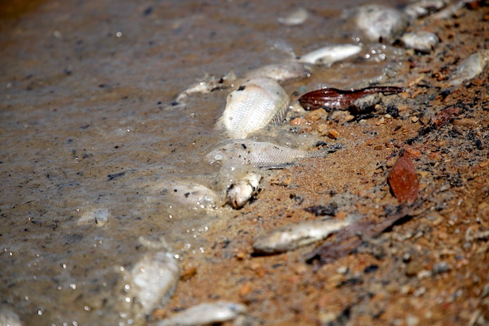 Cá chết hàng loạt tại hồ Rào Đá, tỉnh Quảng Bình. Ảnh: Công Sáng