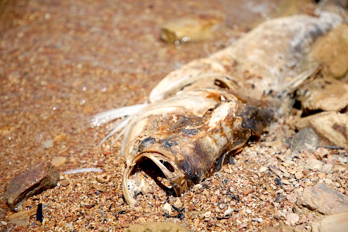 Hàng loạt cá chết trên hồ Rào Đá ở Quảng Bình. Ảnh: Công Sáng