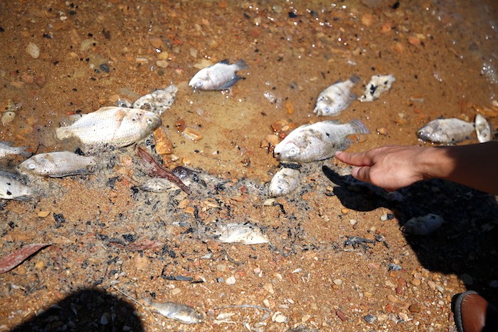 Cá chết dạt vào bờ tại hồ Rào Đá. Ảnh: Công Sáng