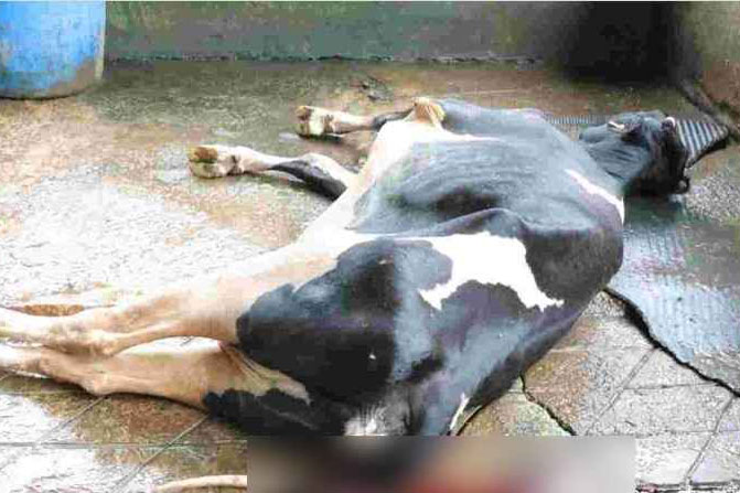 Nhiều con bò sữa ở Lâm Đồng đột ngột mắc bệnh, chết bất thường. Ảnh: NGUYỄN QUÂN