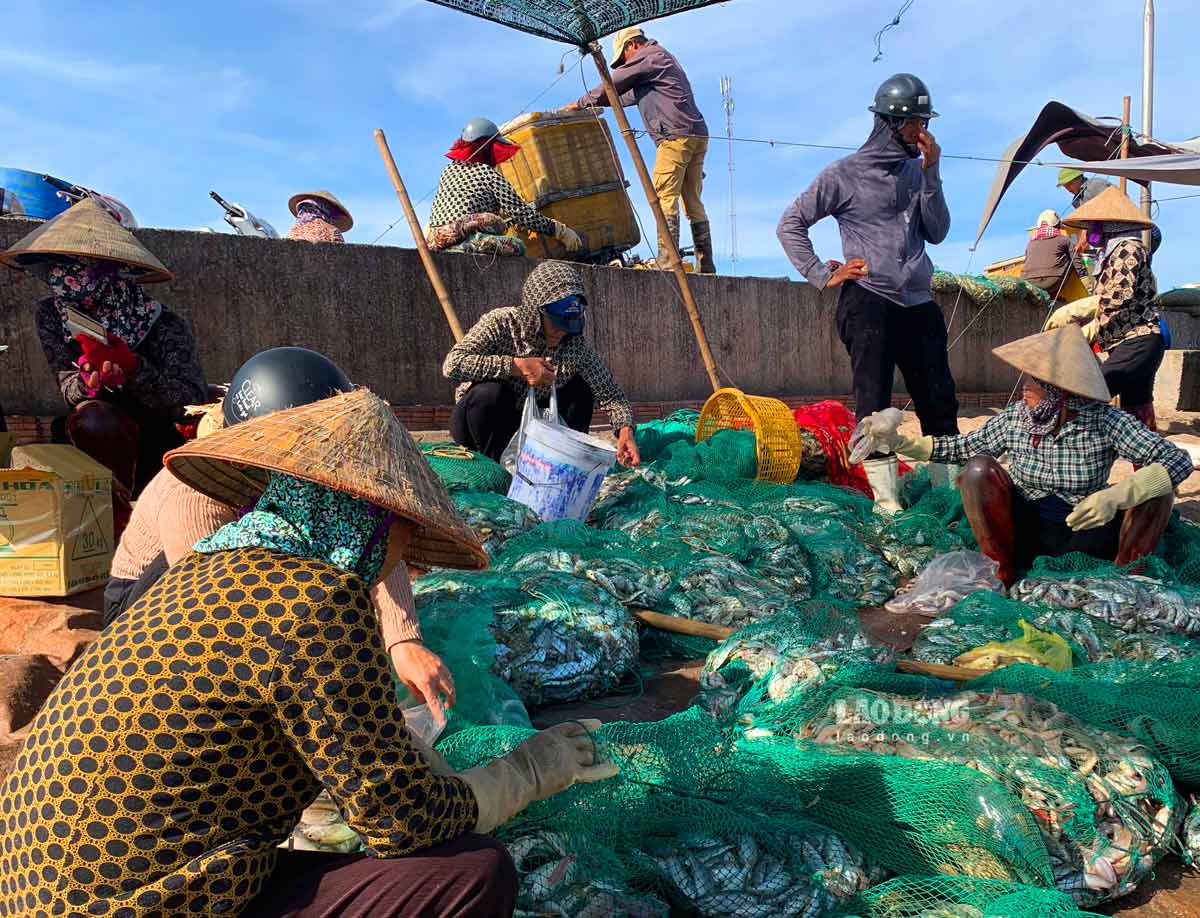 At Giao Hải Market, there are always a variety of products: prawns, crabs, shrimp, fish… Each type is further divided into three categories: 1, 2, and 3, depending mainly on size from large to small. For prawns, the price of category 1 is around 120,000 VND/kg, category 2 is around 100,000 VND/kg, and category 3 is only around 40,000 VND/kg.