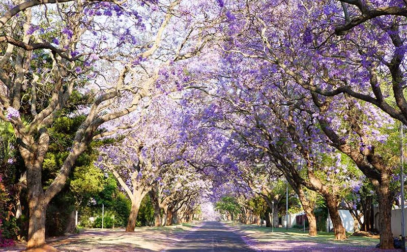 Nhiều tour mùa thu mang cảnh đẹp nao lòng. Ảnh: Vietravel