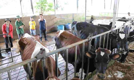 Hiện nay, đã có hàng nghìn con bò ở Lâm Đồng mắc bệnh lạ, 68 con bò sữa chết bất thường. Ảnh: Nguyễn Quân