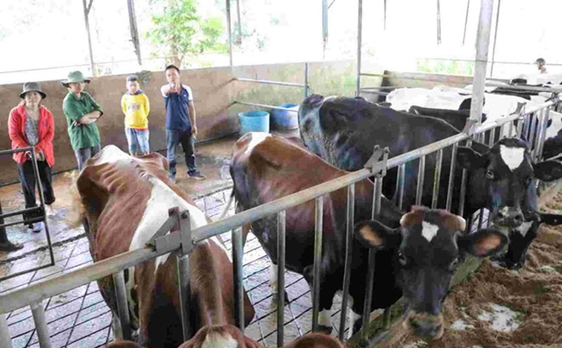 Hiện nay, đã có hàng nghìn con bò ở Lâm Đồng mắc bệnh lạ, 68 con bò sữa chết bất thường. Ảnh: Nguyễn Quân