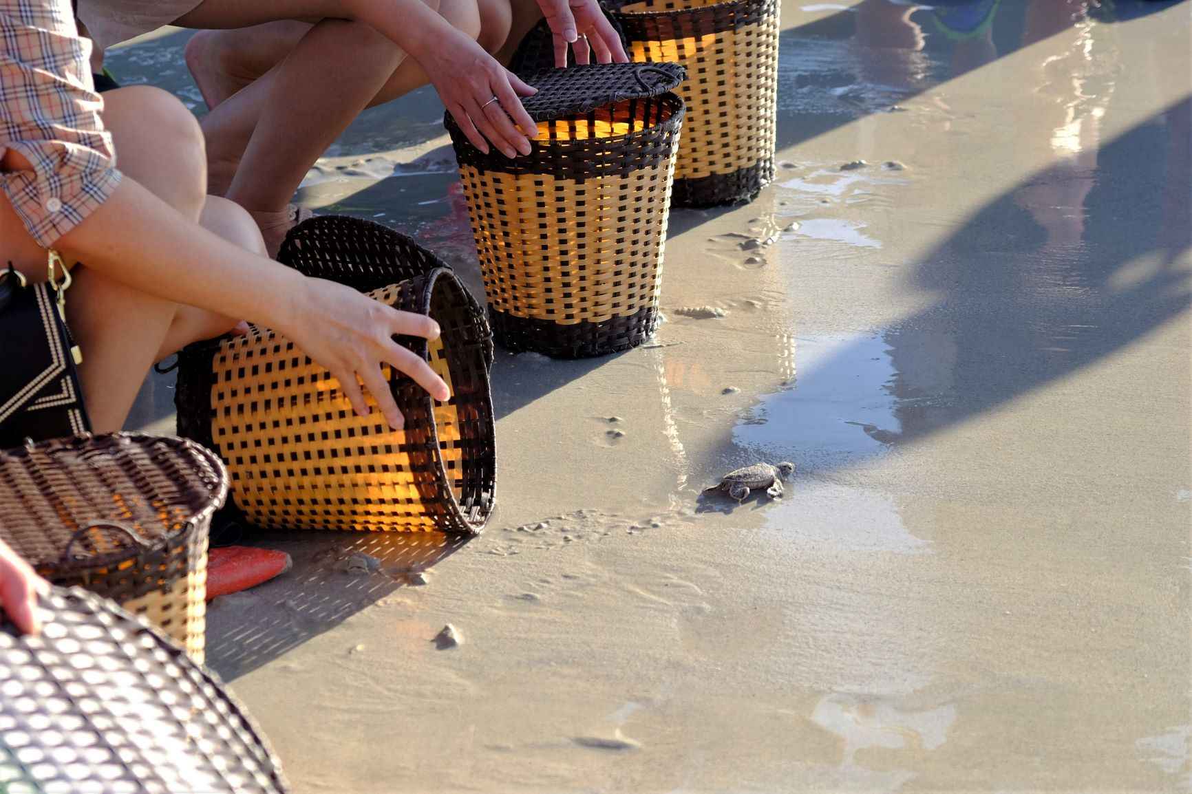 Releasing sea turtles at Bay Canh island, Con Dao. Photo: Dan Thanh