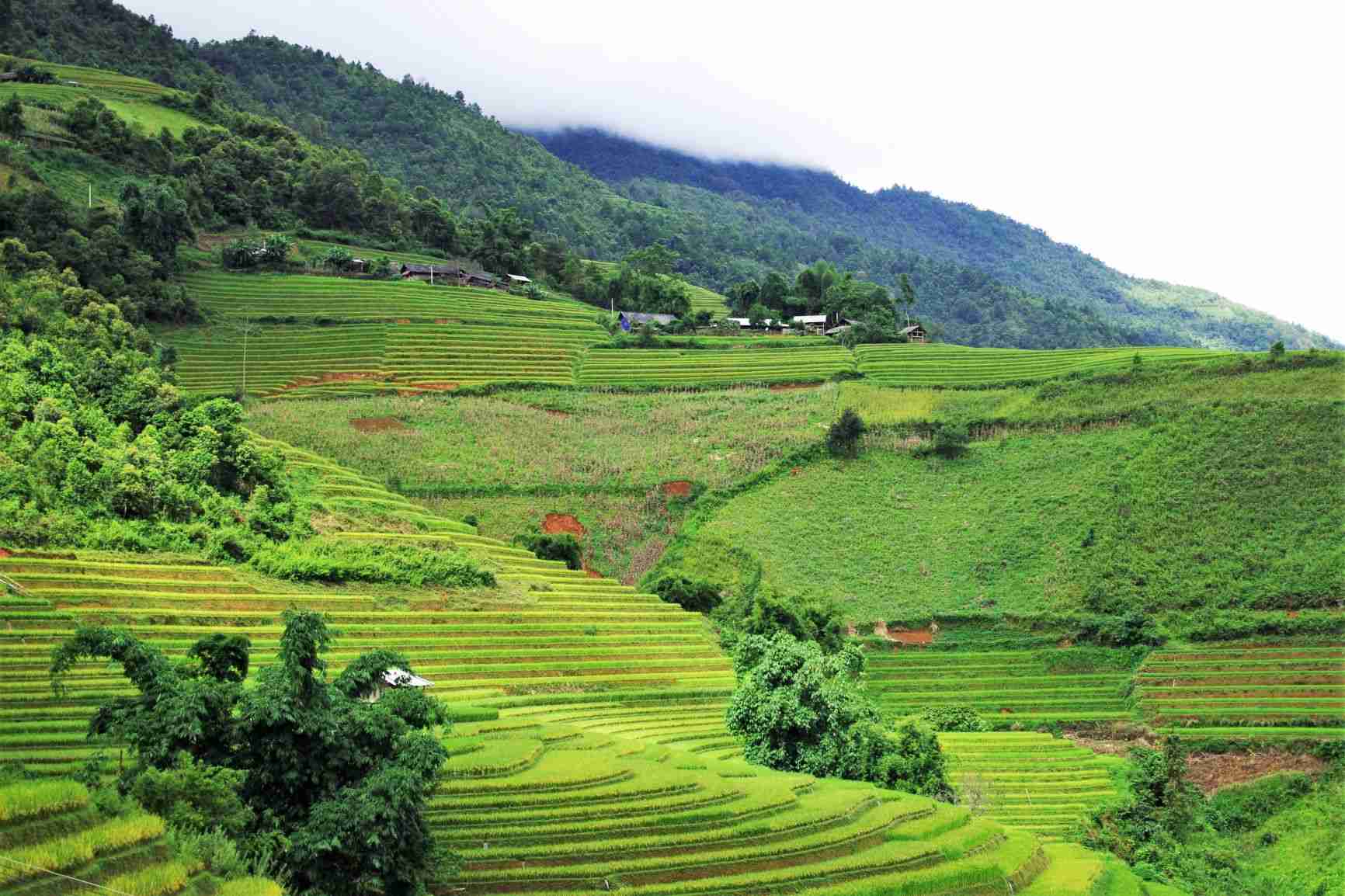 Mu Cang Chai terraced fields in September. Photo: Dan Thanh