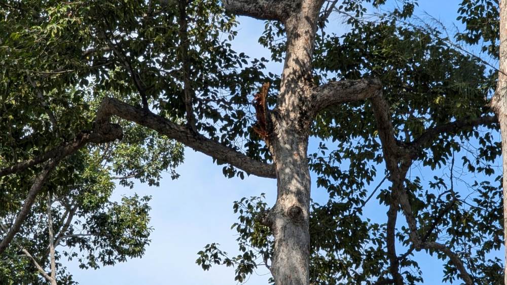 Location of the broken branch. Photo: Anh Tú