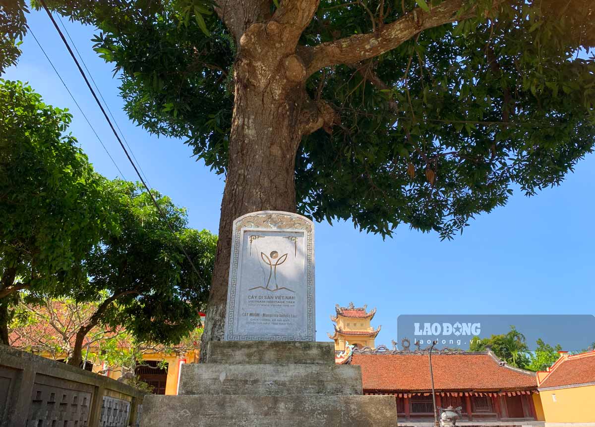 The two heritage trees are Muom trees