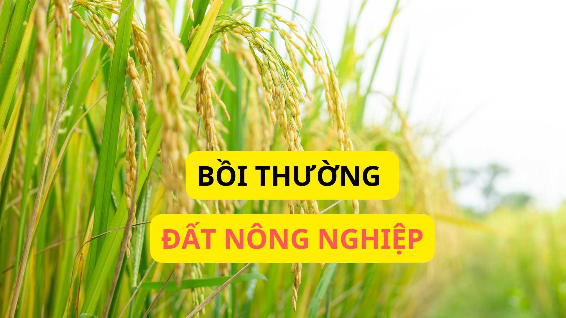 Bồi thường đất nông nghiệp không sổ đỏ sử dụng trước 2004.