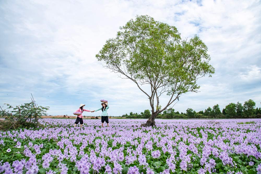 Mùa hoa lục bình ở làng nổi. Ảnh: KDL Làng nổi Tân Lập