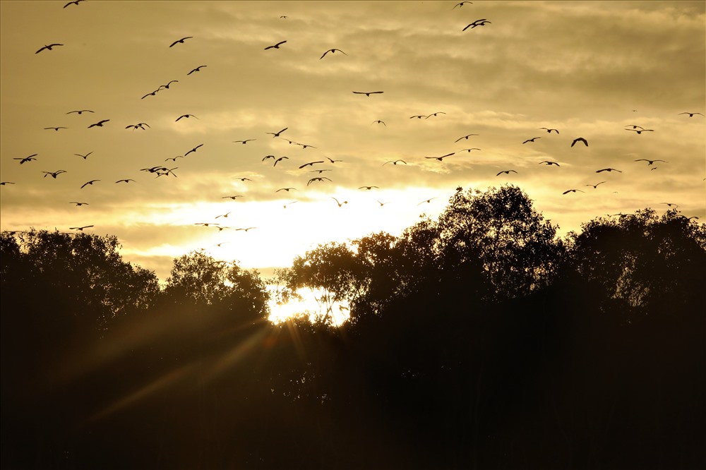 The breathtaking sight of thousands of birds returning to their nests at sunset in the floating village of Tan Lap. Photo: Truong Son