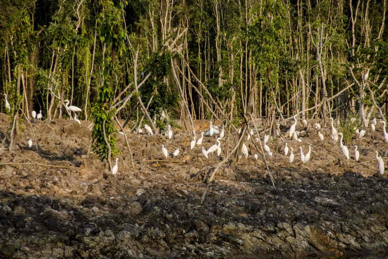 To reach the bird sanctuary, tourists must travel by speedboat