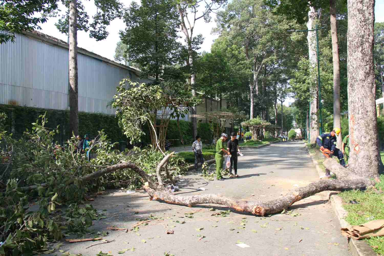 Theo Trung tâm Quản lý hạ tầng kỹ thuật TPHCM, vào khoảng 7h, tại công viên Tao Đàn xảy ra sự cố sự cố gãy nhánh cây Dầu phân loại 3 (cây có kích thước lớn) rơi từ độ cao khoảng 25m, chu vi nhánh gãy khoảng 1,2m, chiều dài nhánh khoảng 10m.