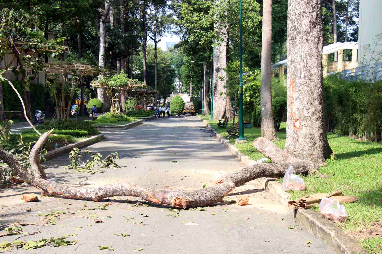 Nhánh cây bị gãy có khiếm khuyết bên trong, không biểu hiện bên ngoài. Cây xanh tươi tốt, lá xanh bình thường. Trung tâm Quản lý hạ tầng kỹ thuật TPHCM, cho biết cây xanh trong các công viên tại thành phố thường được kiểm tra, bảo dưỡng định kỳ thường xuyên cắt tỉa, mé nhành để đảm bảo an toàn.