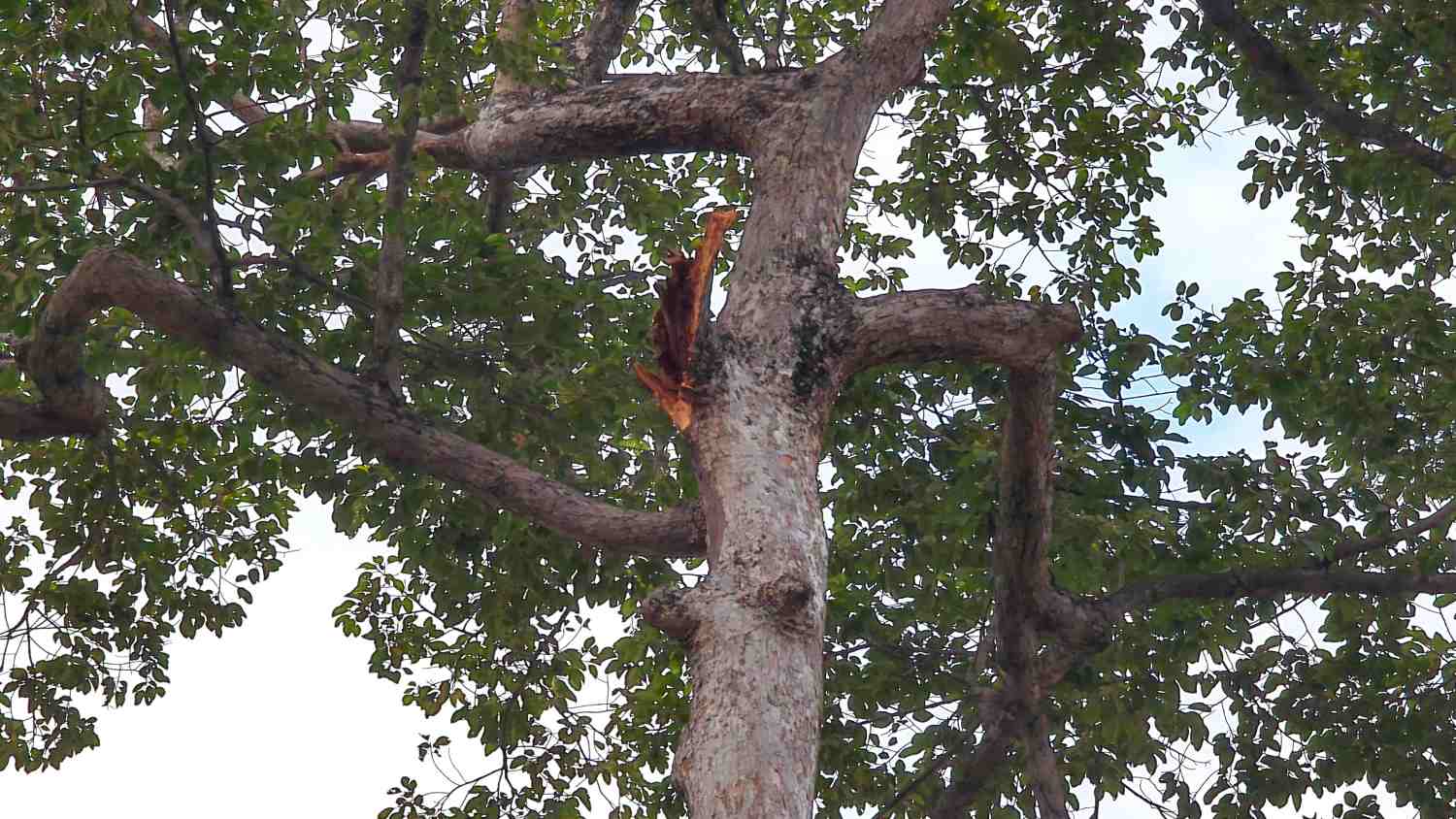 Qua quan sát ban đầu, nhánh gãy có khiếm khuyết bên trong không thể hiện bên ngoài, cành tươi và lá xanh bình thường.