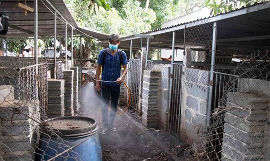 Khánh Hòa đang xây dựng kế hoạch ứng phó các ổ dịch tả lợn Châu Phi. Ảnh: Hữu Long