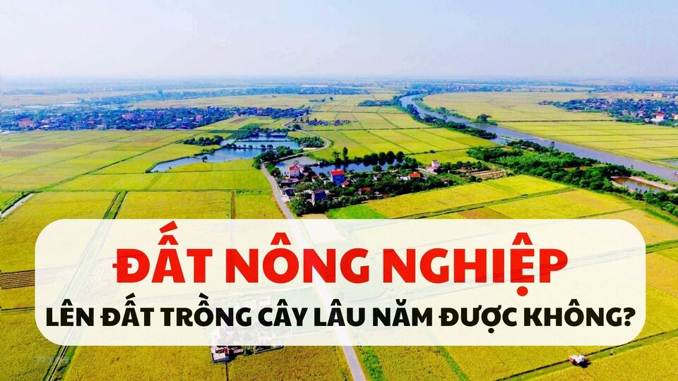 Đất nông nghiệp lên đất trồng cây lâu năm được không là câu hỏi mà đến nay vẫn còn nhiều người thắc mắc. Ảnh minh họa: Quỳnh Anh
