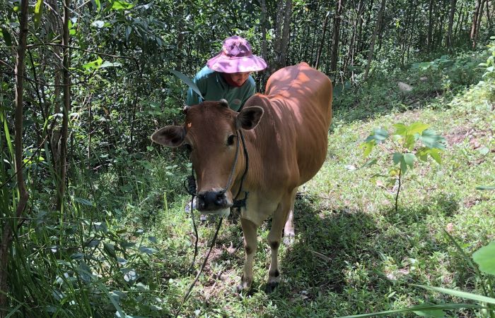 Bò bị lở mồm long móng ở xã Húc. Ảnh: H.Nguyên.