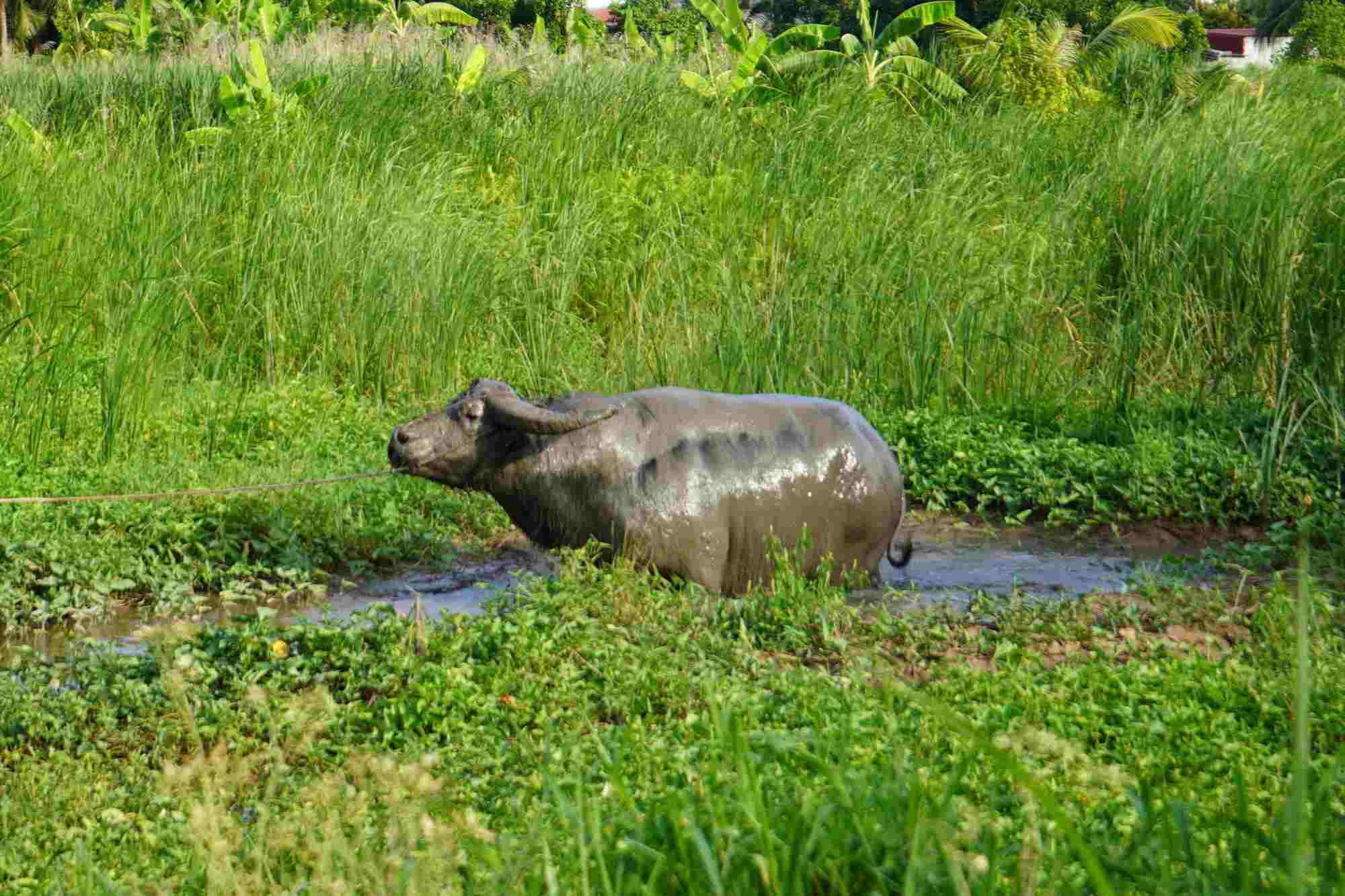 Buffalo training by wading in the mud in preparation for the festival 2024. Photo: Mai Dung