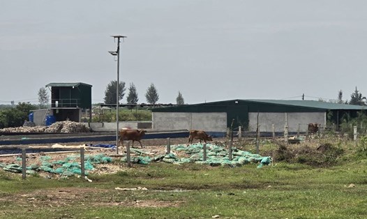 Công trình xây dựng trái phép của hộ ông Lương Văn Lương nằm trong hành lang bảo vệ đê biển số 5 thuộc địa phận thôn Thiện Tường (xã Nam Thịnh, huyện Tiền Hải, tỉnh Thái Bình).Ảnh: Nam Hồng