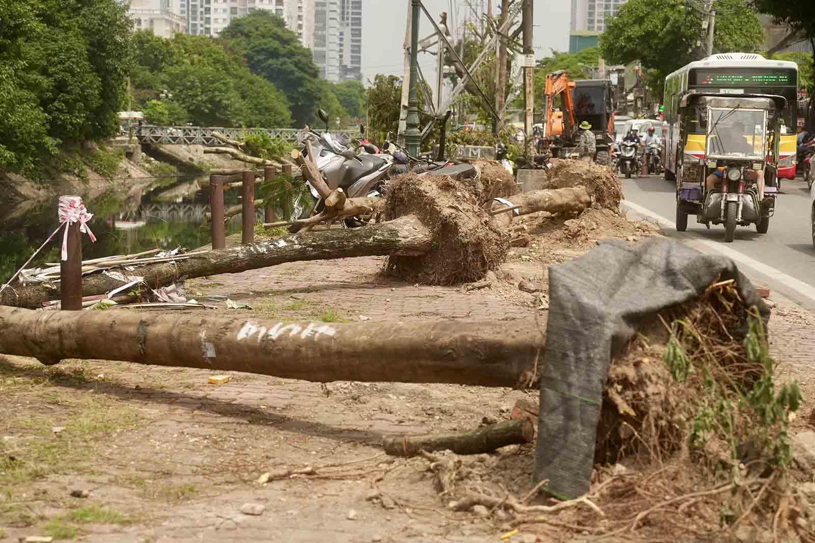 Theo tìm hiểu để thực hiện mở rộng đường Tam Trinh, có hơn 400 cây xanh bị ảnh hưởng, phải đánh chuyển, chặt hạ. Ảnh: Hữu Chánh