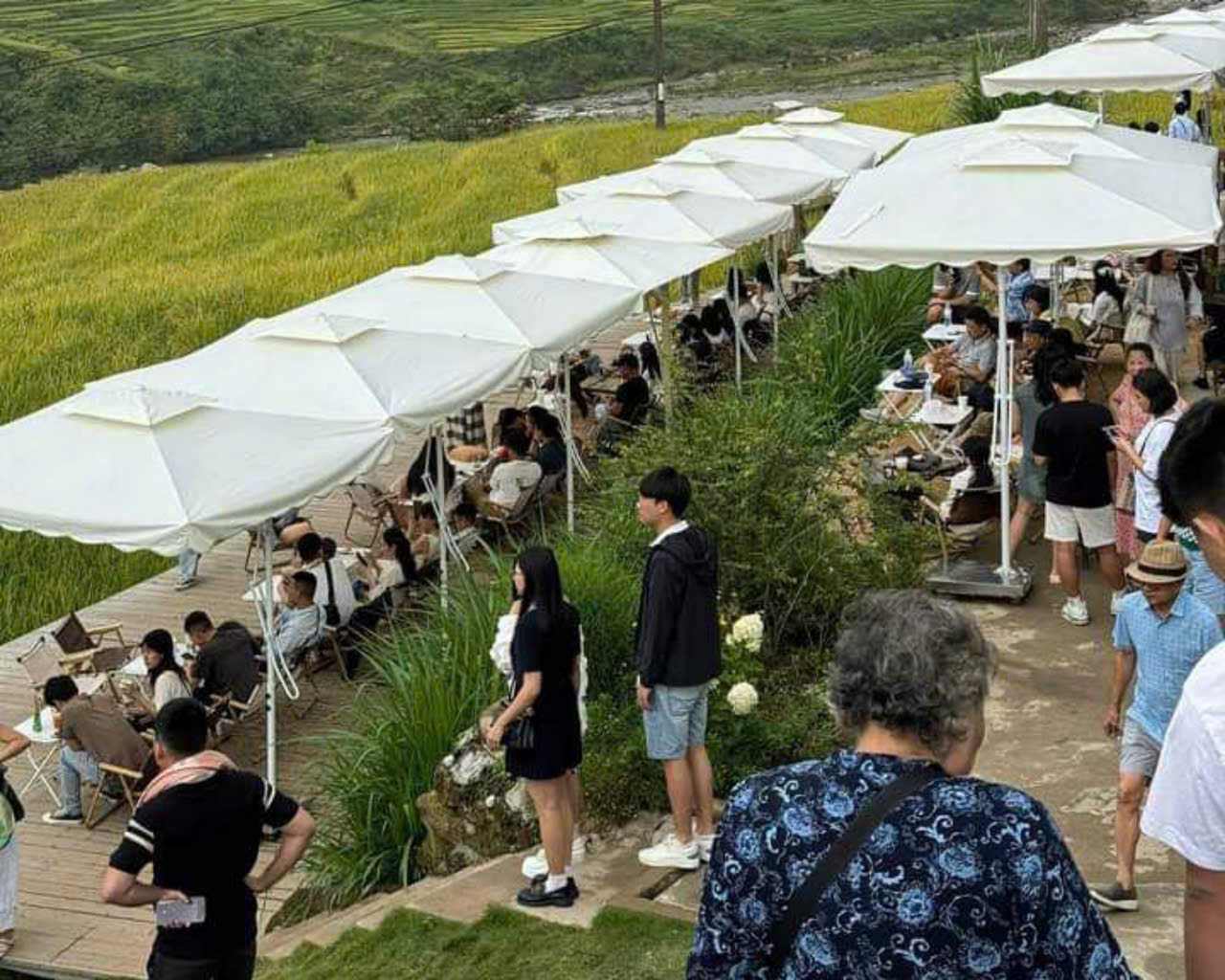 Tourists check-in during the ripe rice season in Ta Van. Photo: Tran Quang Minh