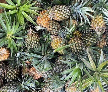 Eyeless honey pineapple in Kbang district. Photo: Thanh Tuan