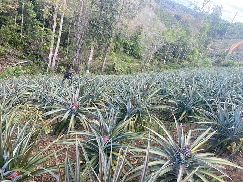 Pineapple gardens grow lushly and productively on dry hilly land. Photo: Thanh Tuan