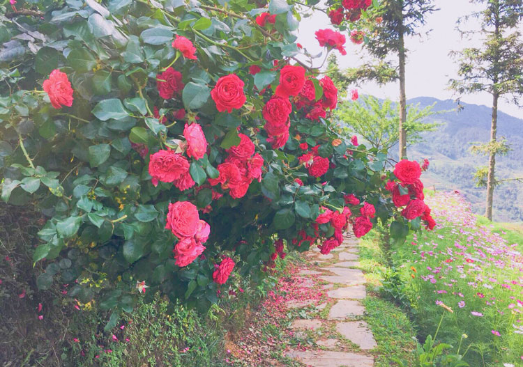 Far from the hustle and bustle of the city, this place is a convergence of the myriad scents and colors of roses and beautiful natural scenery, making it difficult for people to leave.