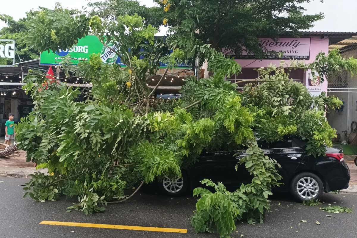 Tree falls on car in Vung Tau. Photo: Minh Tam