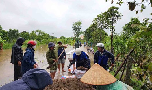 Thực hiện "4 tại chỗ" ngăn nước tràn để cứu 70 ha lúa mùa ở xã Xuân Hòa (huyện Vũ Thư, tỉnh Thái Bình) sáng 10.9. Ảnh: Nam Hồng
