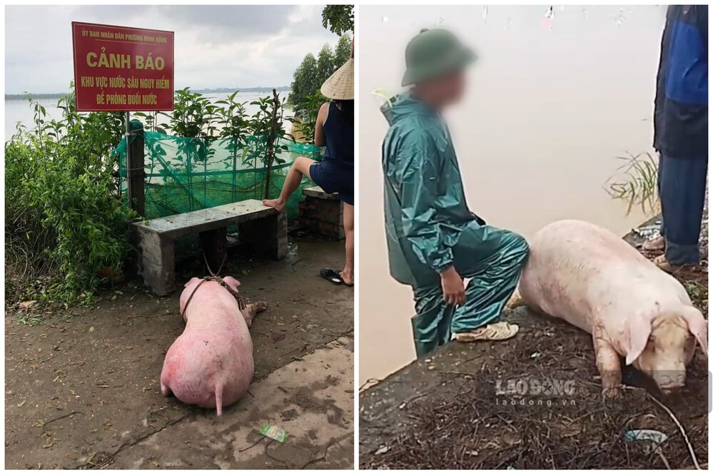 People risked their lives to go to the Red River to rescue pigs. Photo: Social Network.